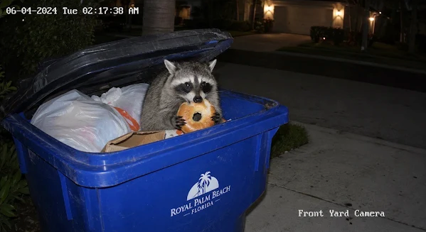Raccoon caught on a residential security camera looking through a trash bin at night